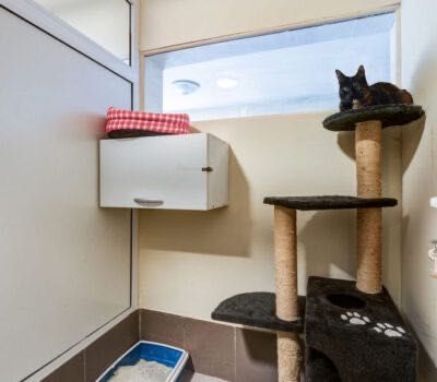 Cazare câini, pisici si alte animale de companie