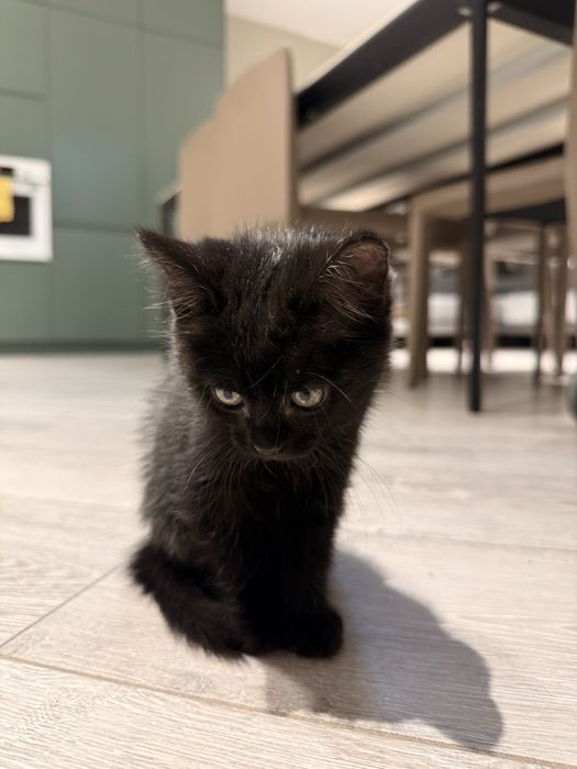 черный котенок девочка