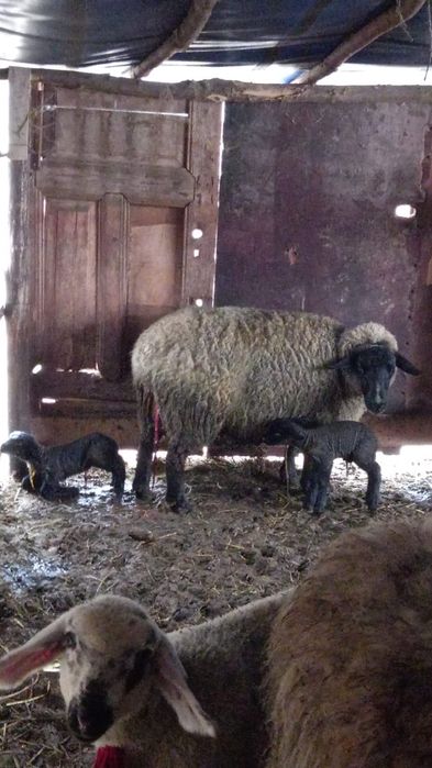 Miei și sau oi de rasă diferite