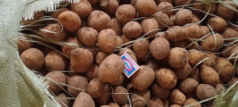 Семена сорт Гала