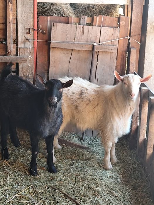 Теке 2 бас сатылады, 1 жасар