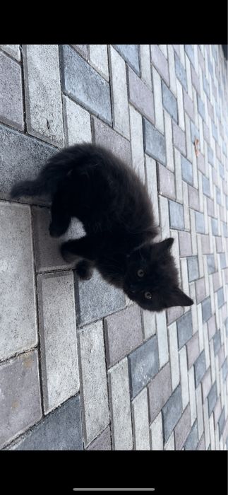 Котенок черный пушок
