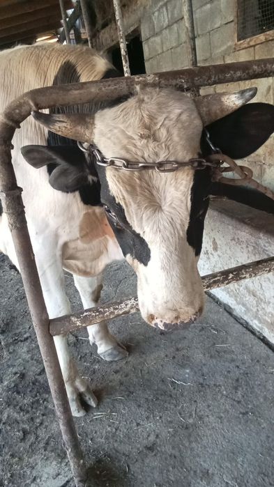 Продам бычка срочно