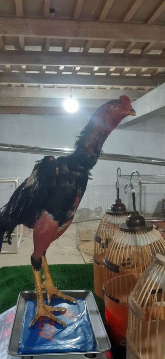 Дакан хурузлар таёри
