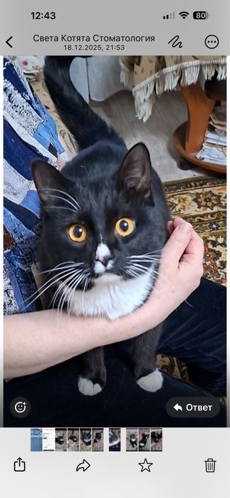 Маркиз спокойный котик