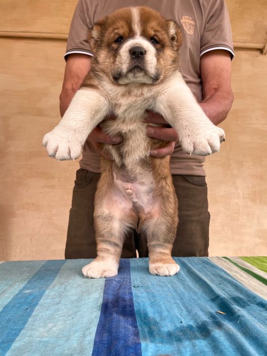 Щенок Алабая ( чистокровный )