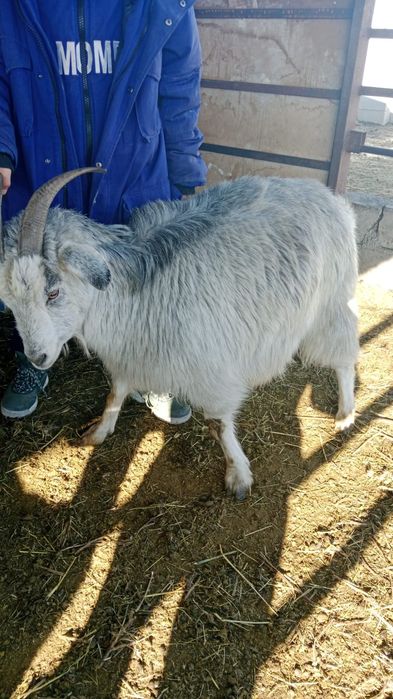 Ешкілер сатылады