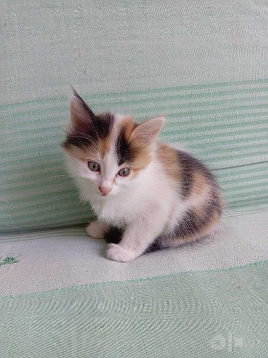Трое котят 2 месяца
