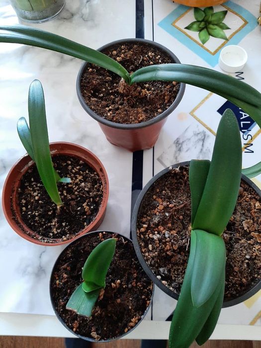 Амариллис (комнатные цветы)