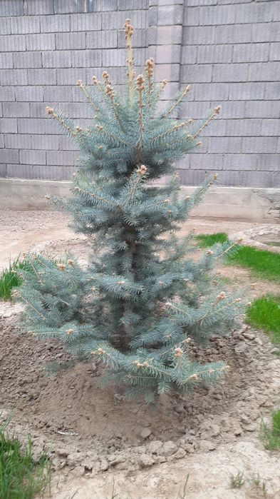 Продам голубую ель