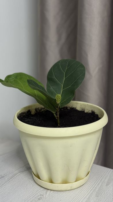 Лирата бамбино, фикус