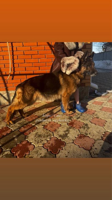ВЯЗКА немецкая овчарка