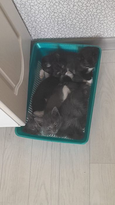 Отдам котят в добрые руки.