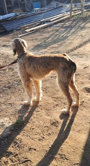 Тайган тазы ургашы