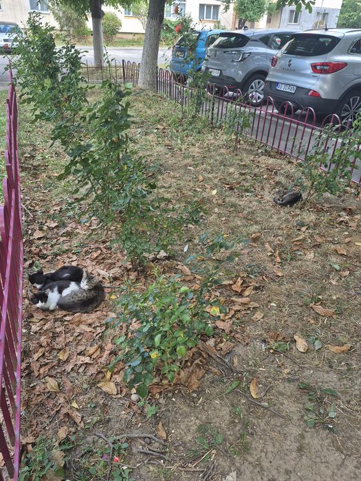 Pisoi maidanezi caută casă