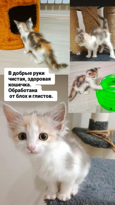 Отдам в  добрые руки