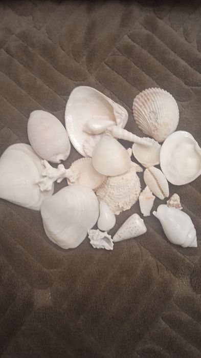 Ракушки для аквариума