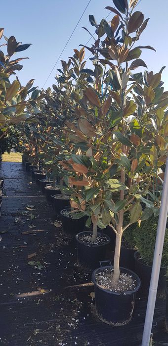 Magnolia grandiflora vesnic verde la ghiveci