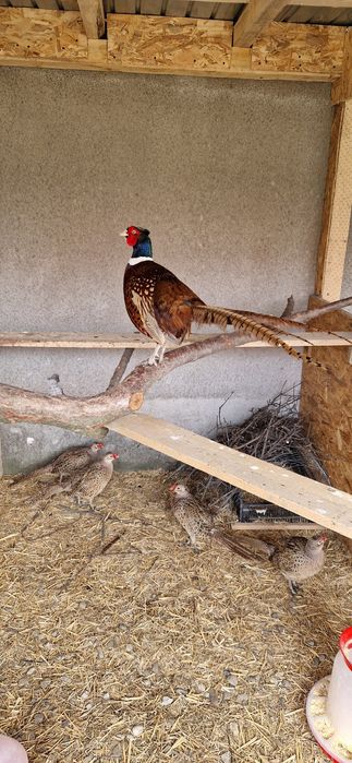 Familie de 1 mascul si 3 femele de comun de vanzare
