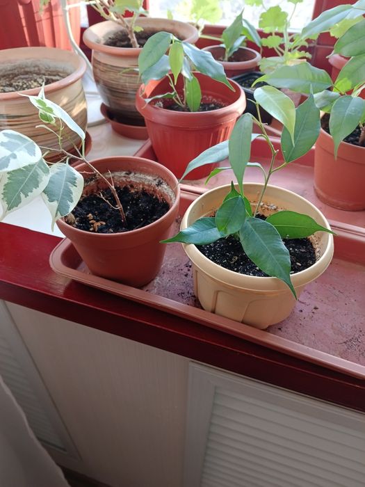 Продам кротон и фикус