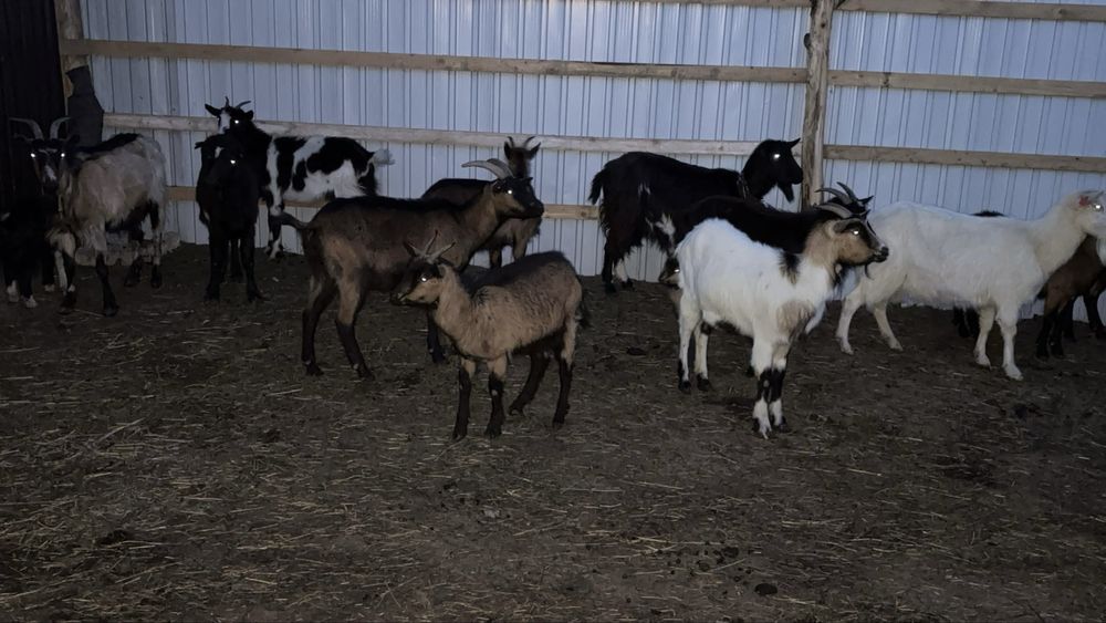 Capre disponibil /scimb cu oi sau vitei