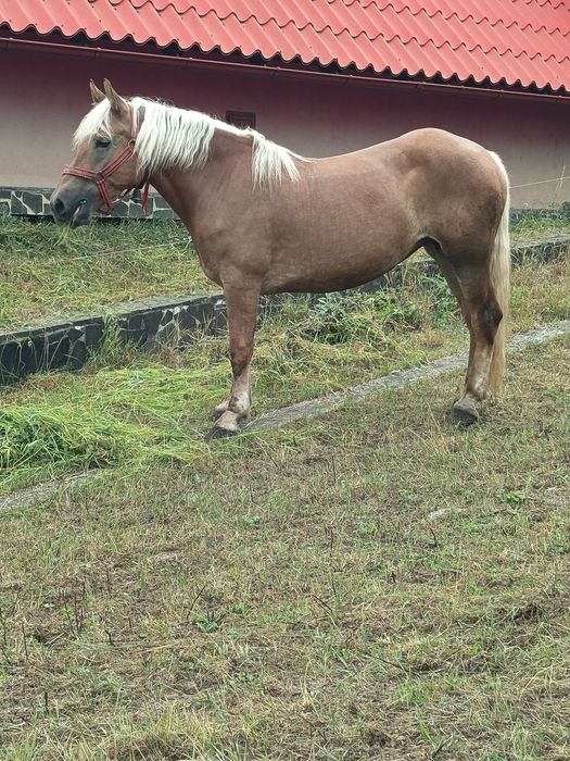 Iată de 4 ani de vânzare
