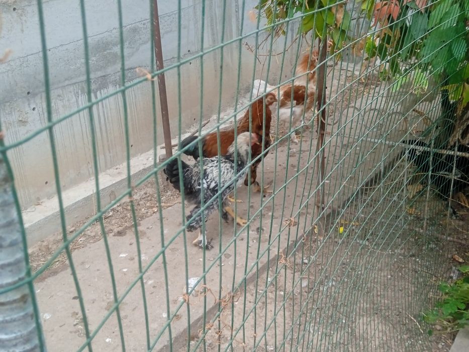 Xoʻrozlar sotiladi!