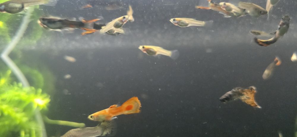 Acvariu pesti 126 litrii