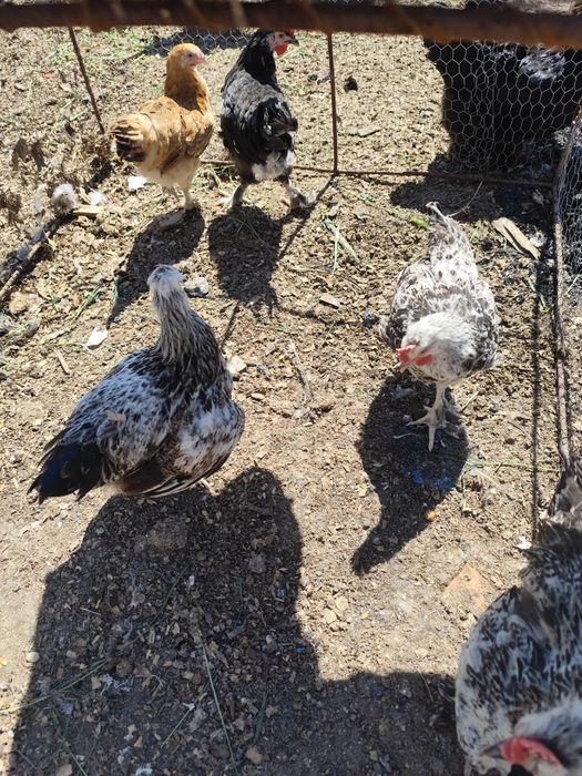 Căutăm curți să ne primească suntem 5 băieți din care 3 identici mulțu