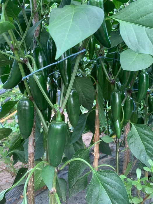 Ardei iute jalapeno