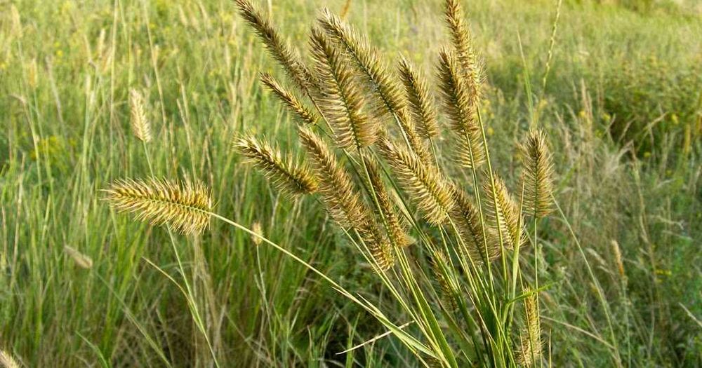 Житняк Карабалыкский, Батыр