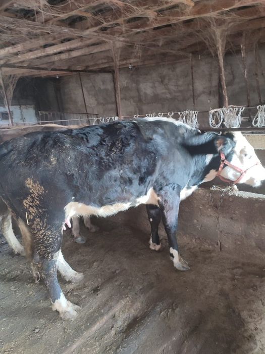 Коровы Коровы Коровы