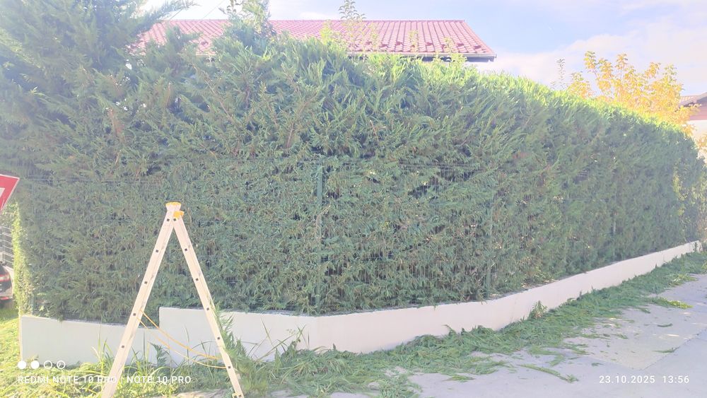 Toaletare gard viu/tuia