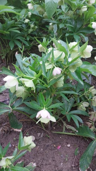 Всегда зелёные цветы Морозка