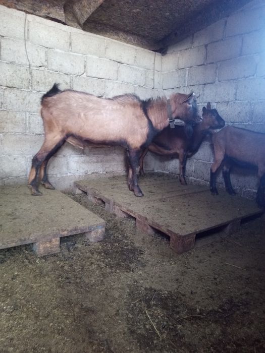 Vand țap alpin francez