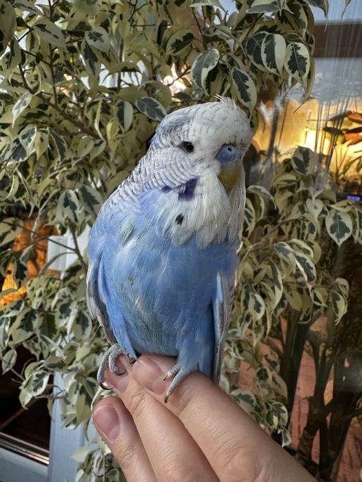 Волнистый Чех.