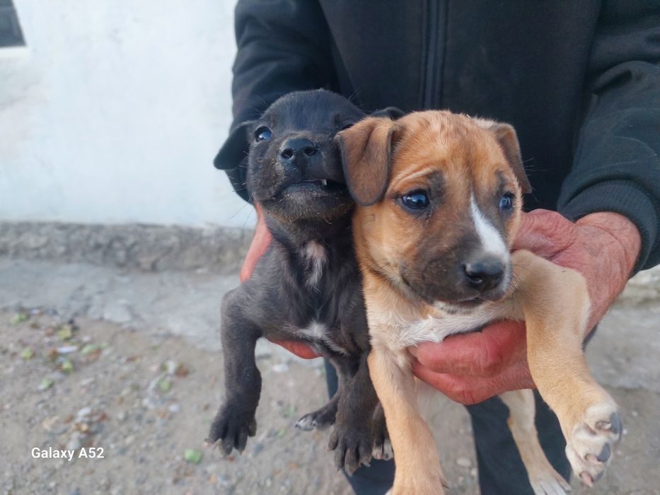 Щенки кубинский питбуль.