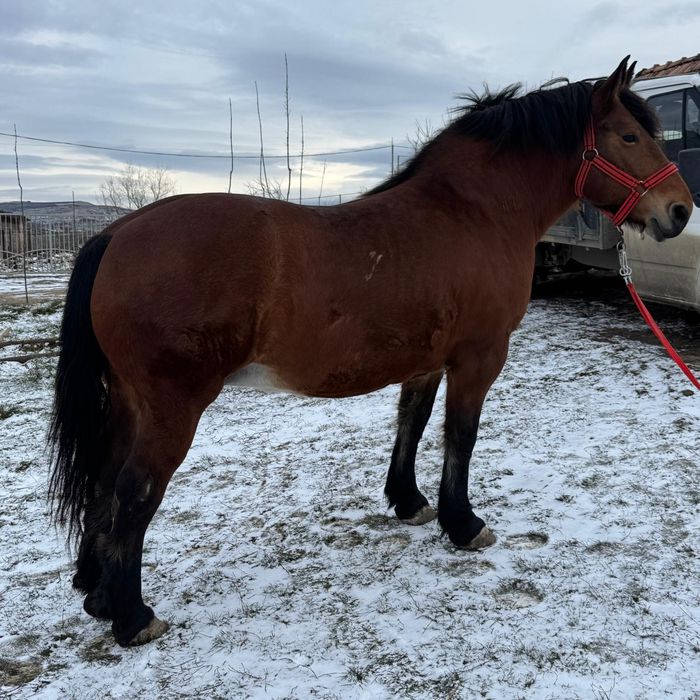 Iapa murga de vanzare