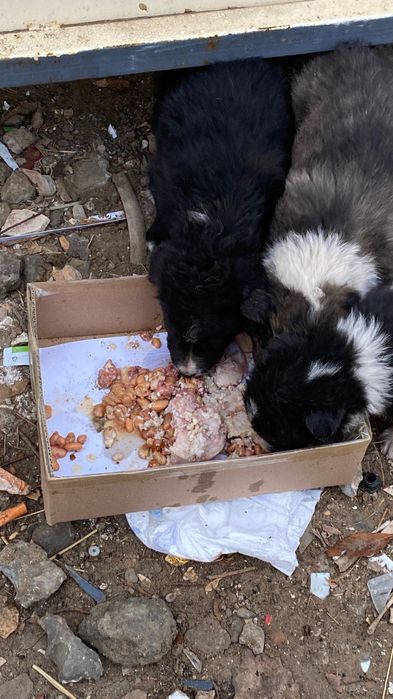 Күшіктер тегін тезарада