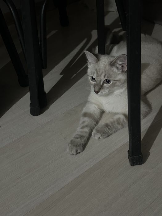 Котенок в хорошие руки
