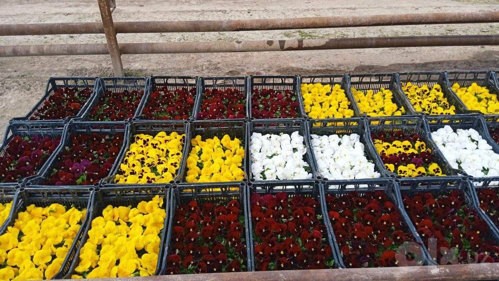 Viola F1  Kapale  Виола