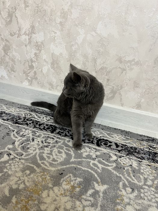 Скотш фолд чистая парода