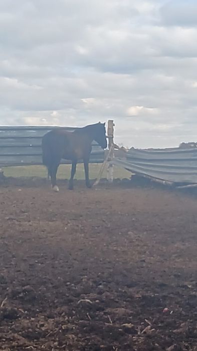 Продам кобылу 5лет