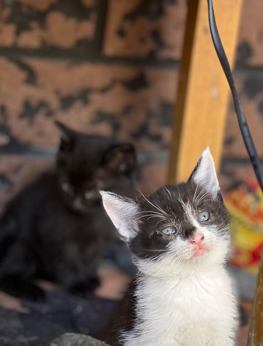 Отдам котят в добрые руки