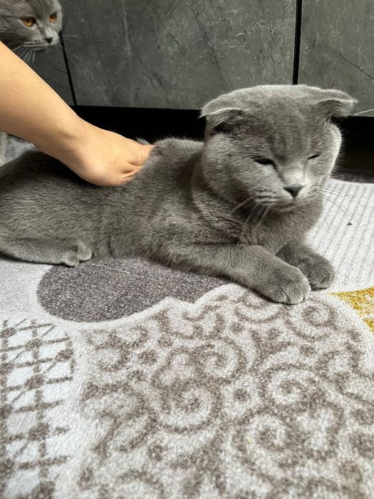 Scottish fold toza paroda