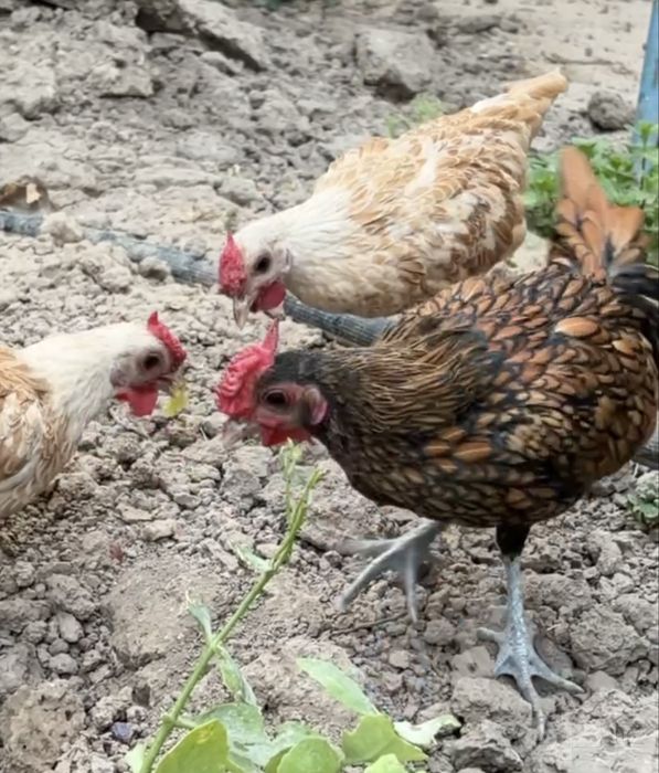 Sebrayt Şaumo hörozlari sotiladi