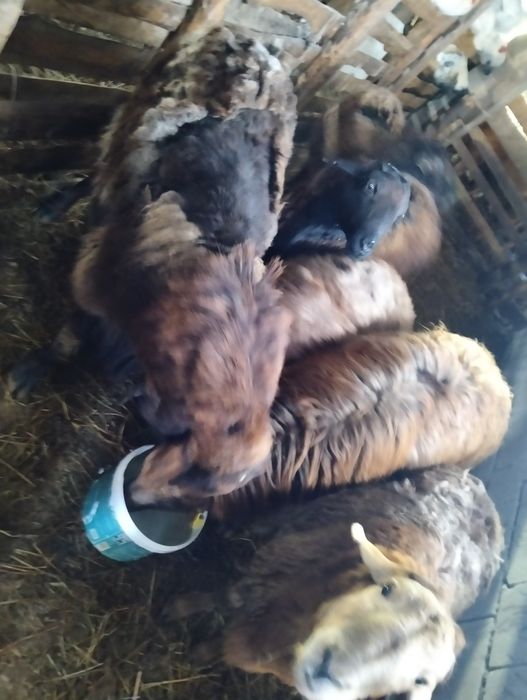 Продам Кошкары 150