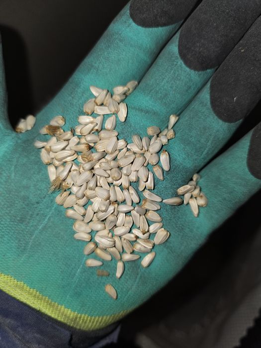 Семена софлора для посева