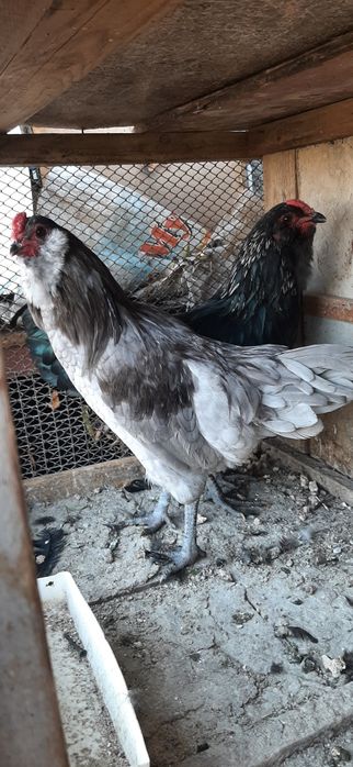 Chiroyli Ameraukana xo‘rozlar – kamyob zot!