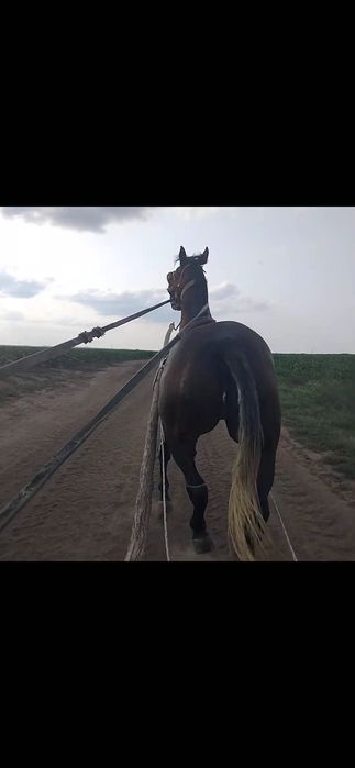 Disponibilă iapa de 5 ani